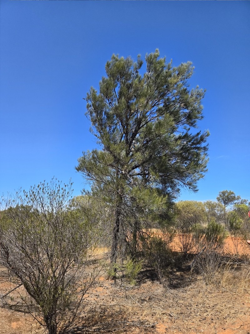 Allocasuarina dielsiana photo 6