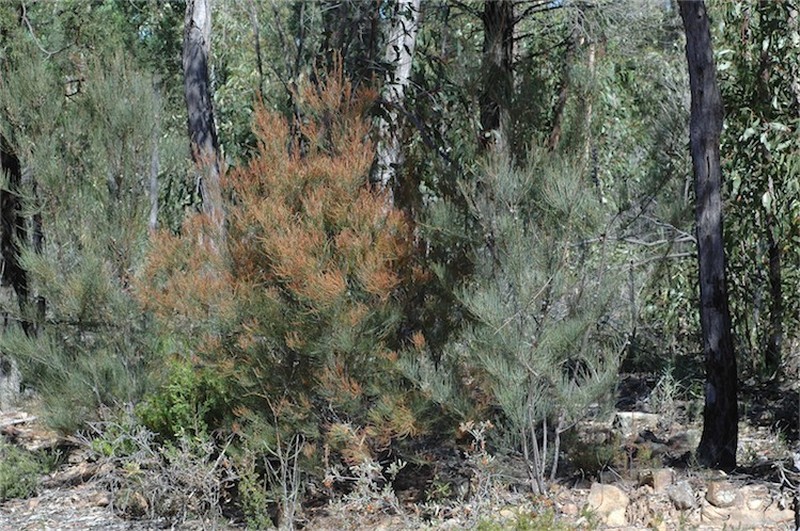 Allocasuarina diminuta