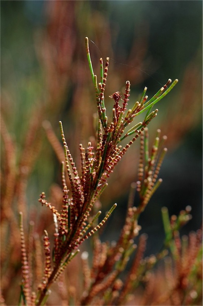 Allocasuarina diminuta photo 2