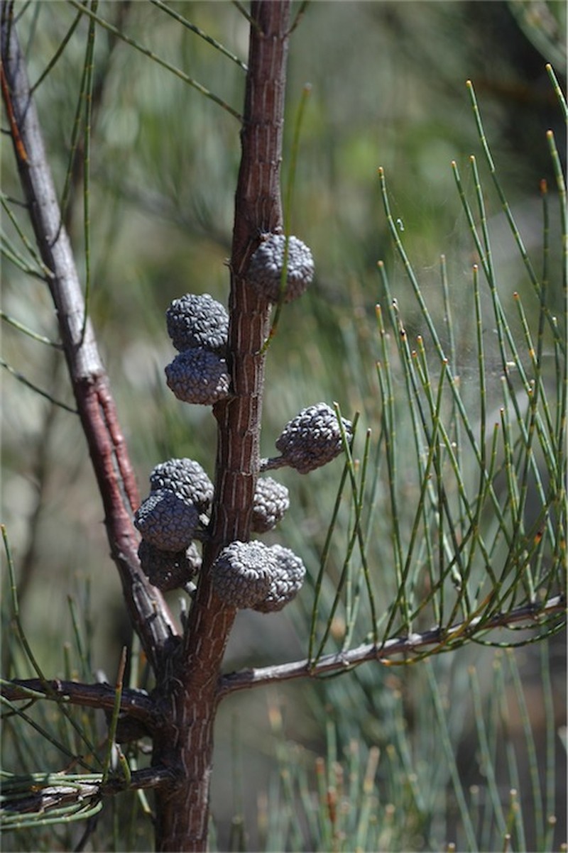 Allocasuarina diminuta photo 3
