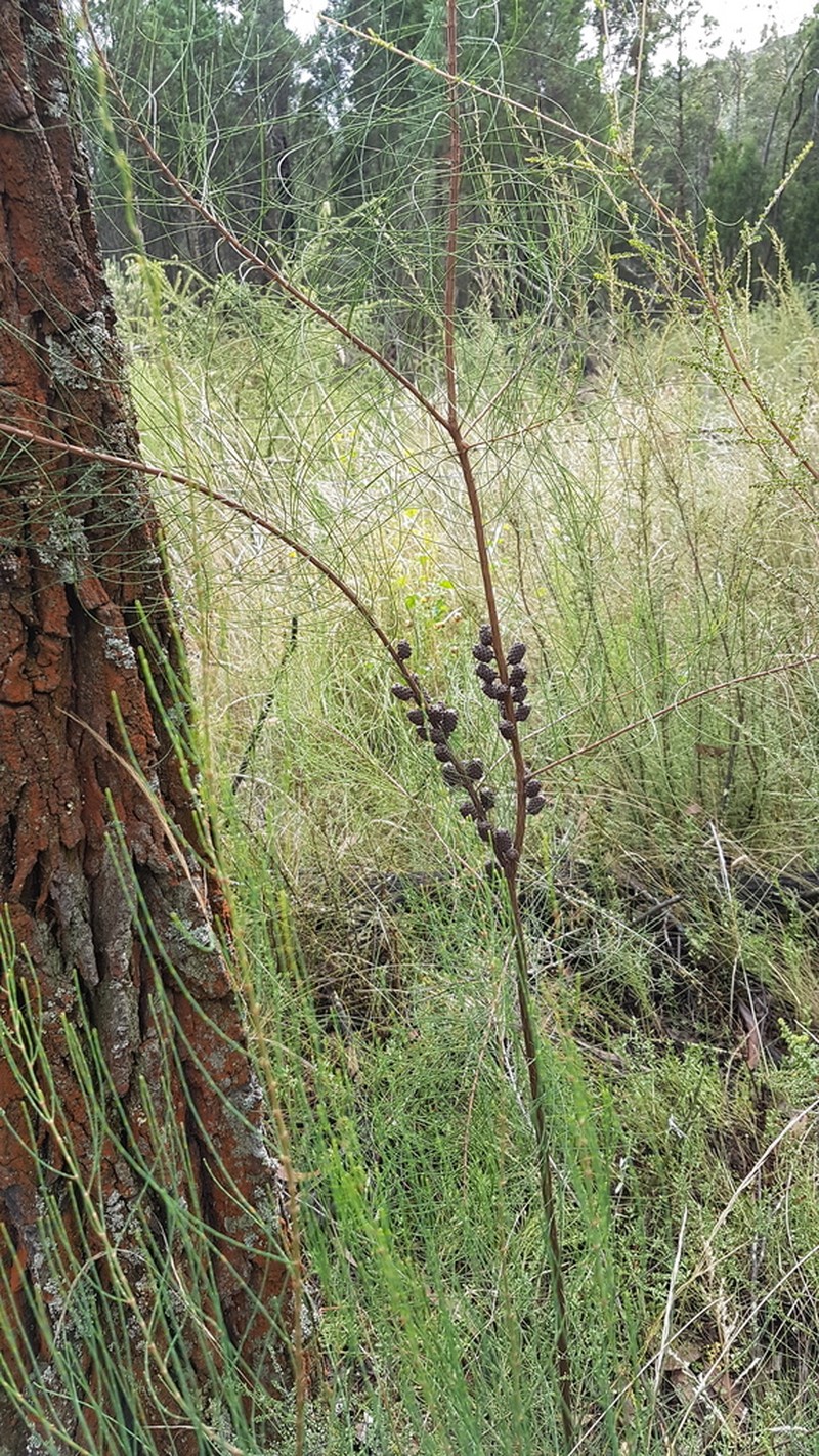 Allocasuarina diminuta photo 4
