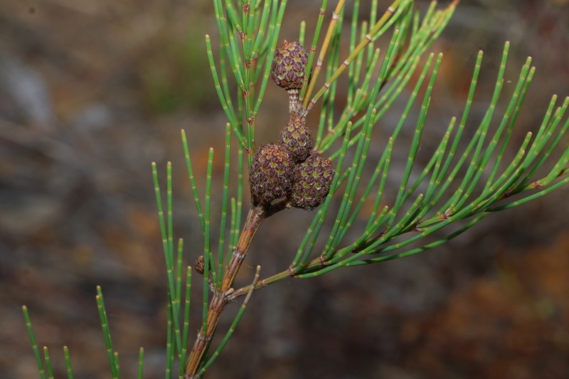 Allocasuarina diminuta photo 5