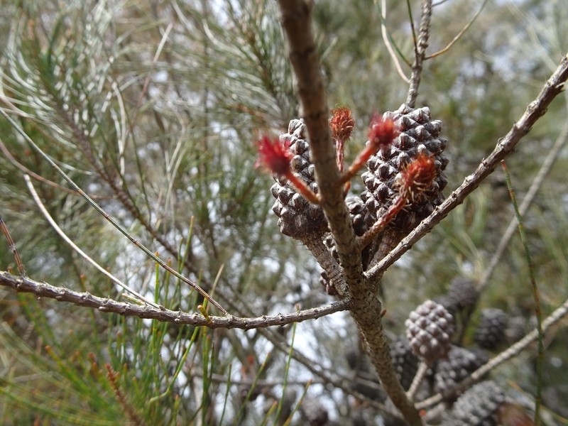 Allocasuarina diminuta photo 6