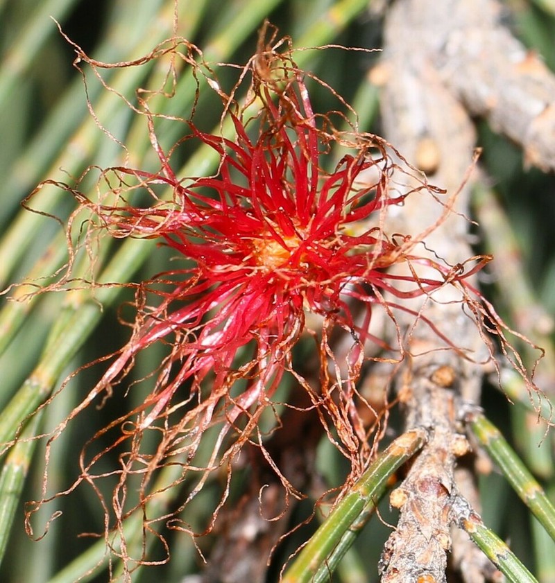 Allocasuarina diminuta photo 7