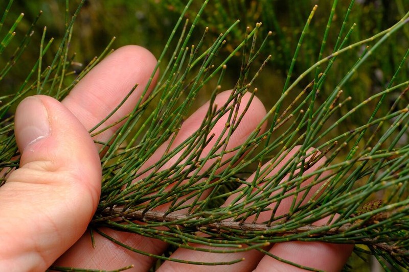 Allocasuarina diminuta photo 8