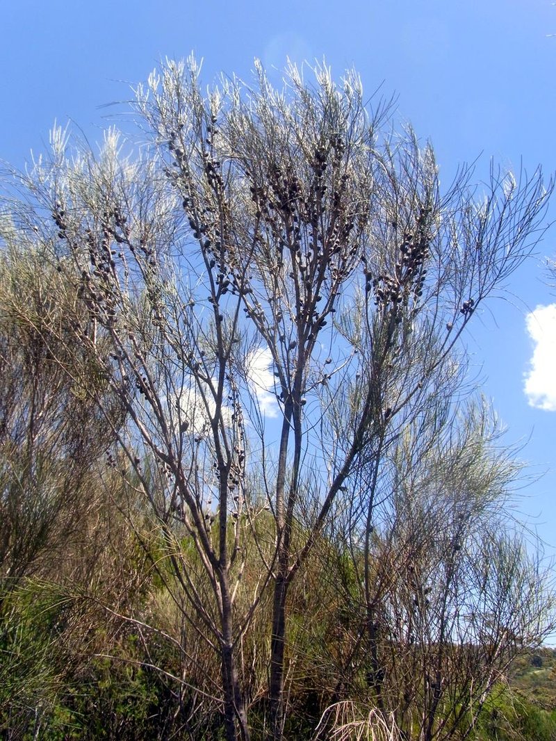 Allocasuarina distyla