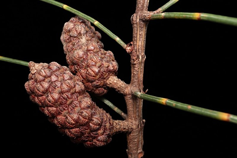 Allocasuarina distyla