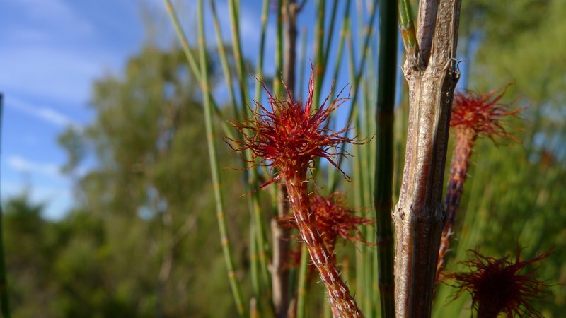 Allocasuarina distyla photo 2
