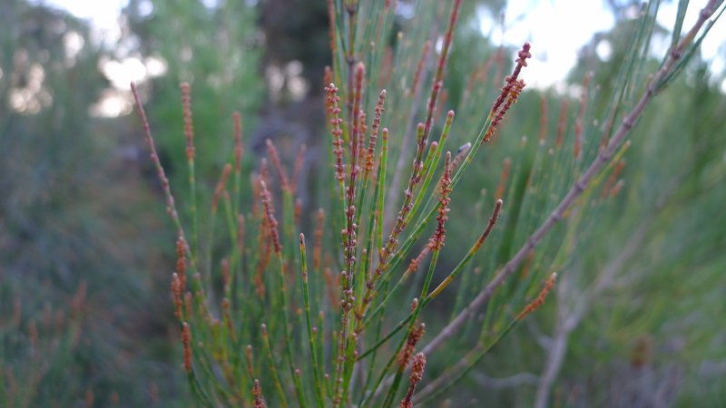 Allocasuarina distyla photo 3