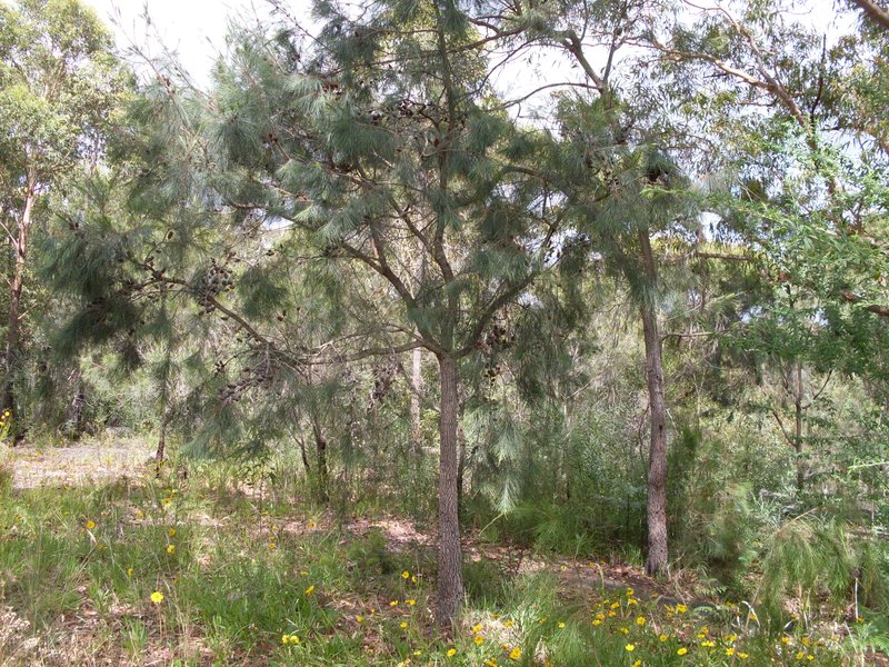 Allocasuarina distyla photo 4