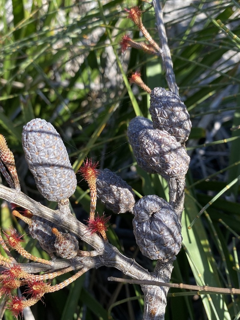 Allocasuarina distyla photo 5