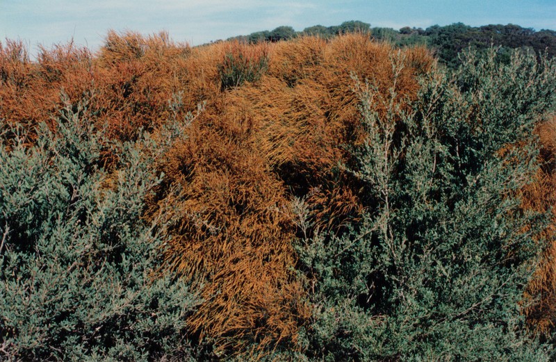 Allocasuarina distyla photo 6