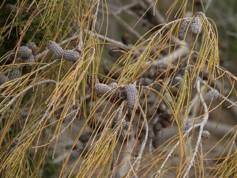 Allocasuarina distyla photo 7