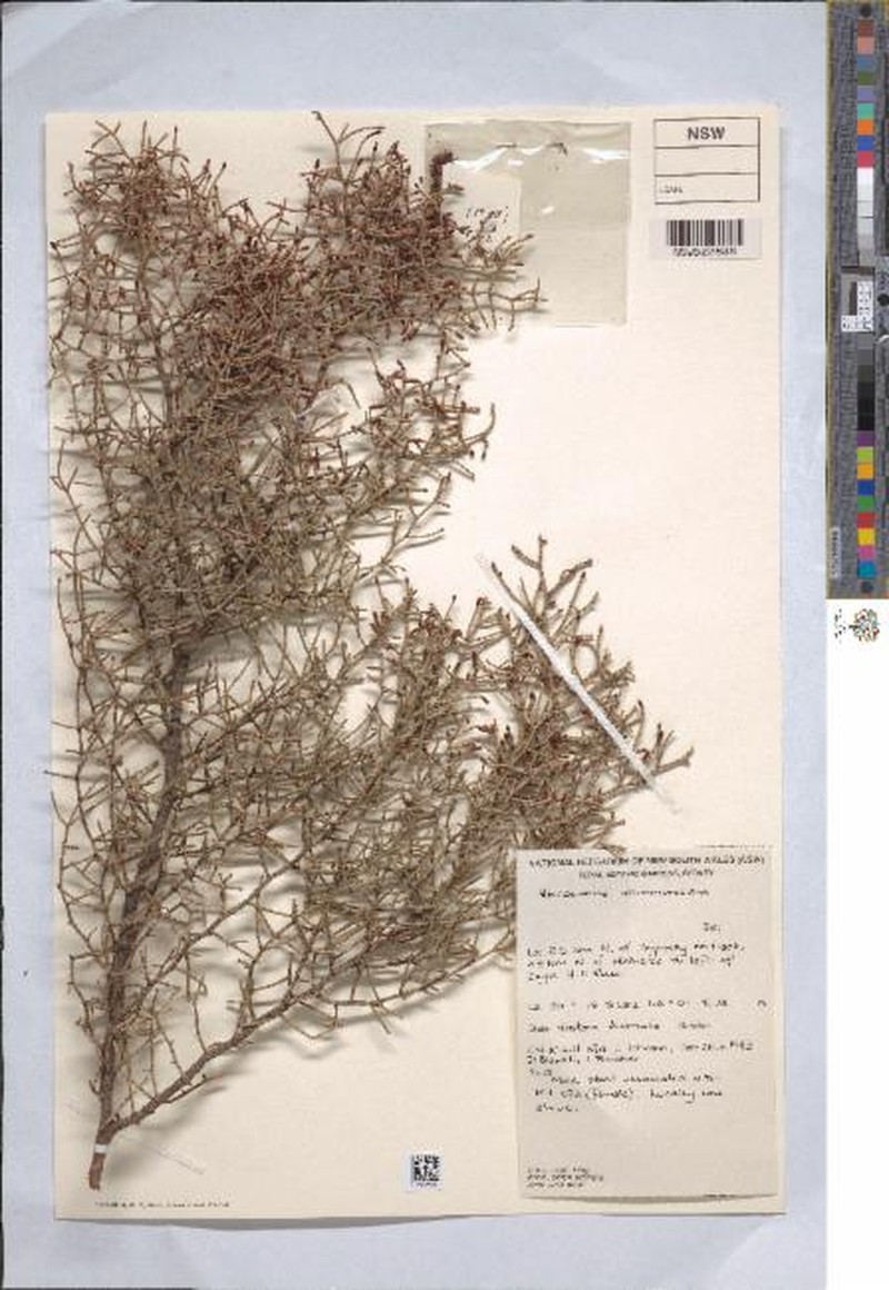 Allocasuarina drummondiana