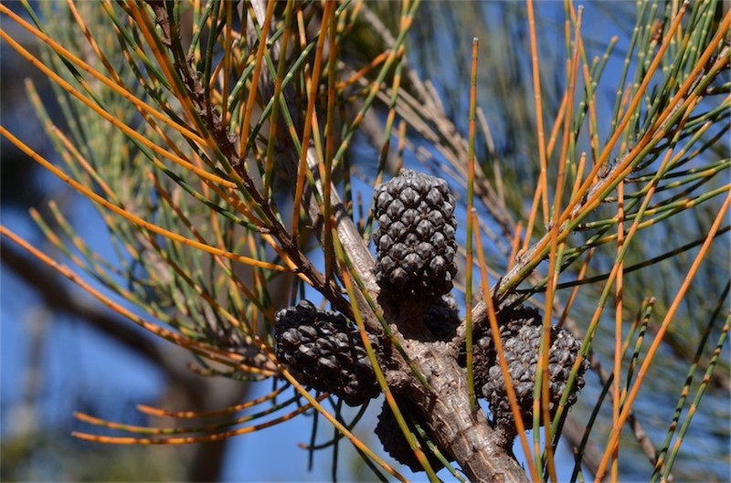 Allocasuarina duncanii