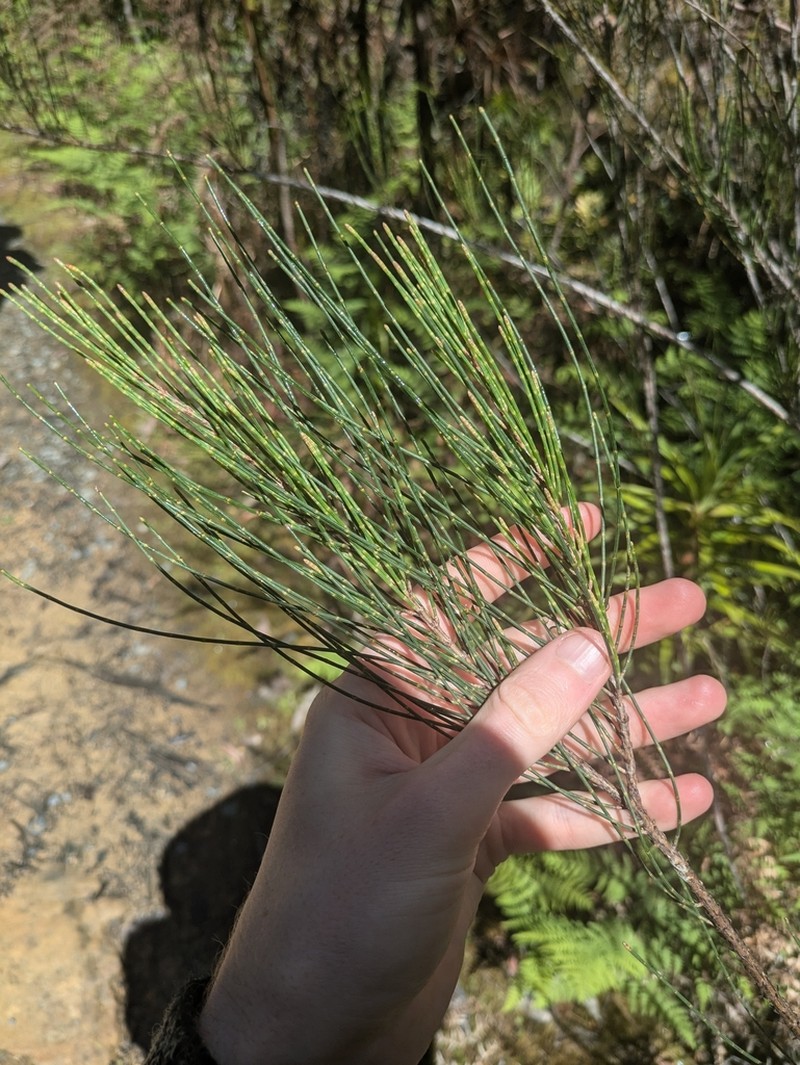Allocasuarina duncanii photo 2