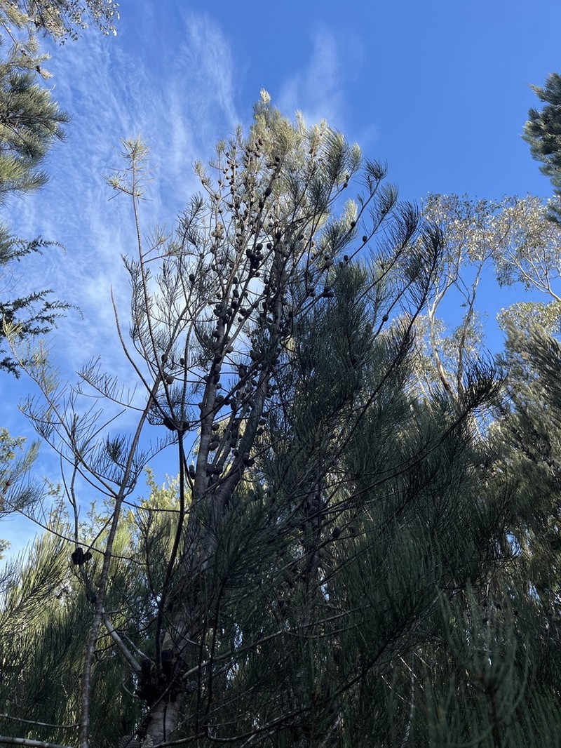 Allocasuarina duncanii photo 3