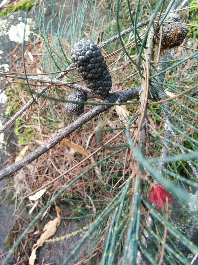 Allocasuarina duncanii photo 4