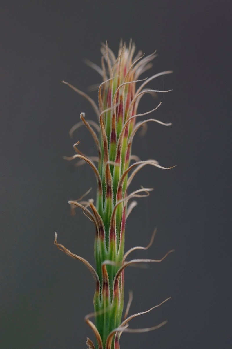 Allocasuarina duncanii photo 5