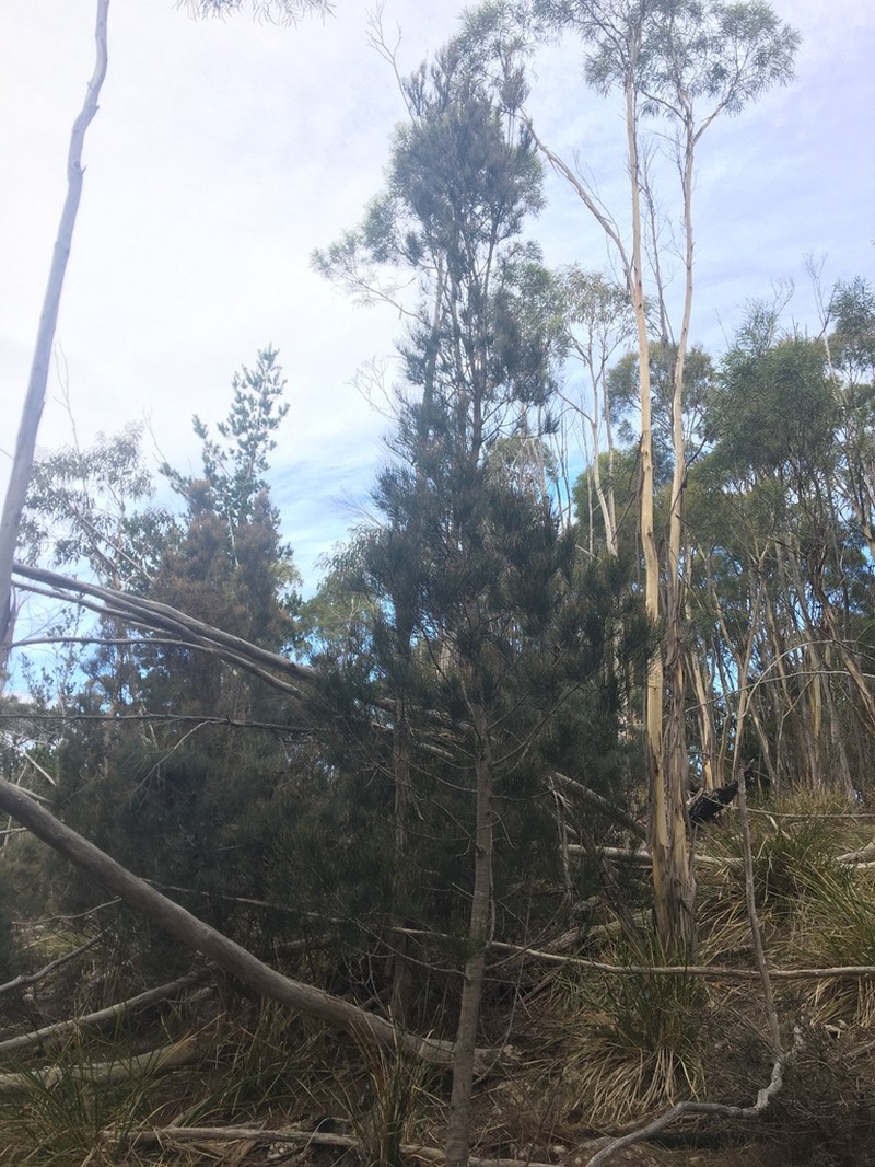 Allocasuarina duncanii photo 6