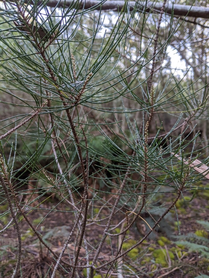 Allocasuarina duncanii photo 8