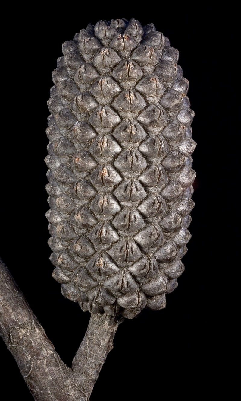 Allocasuarina eriochlamys