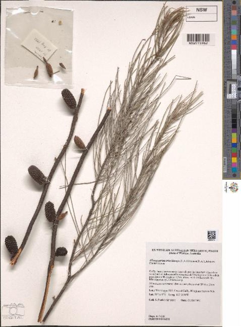 Allocasuarina eriochlamys photo 2