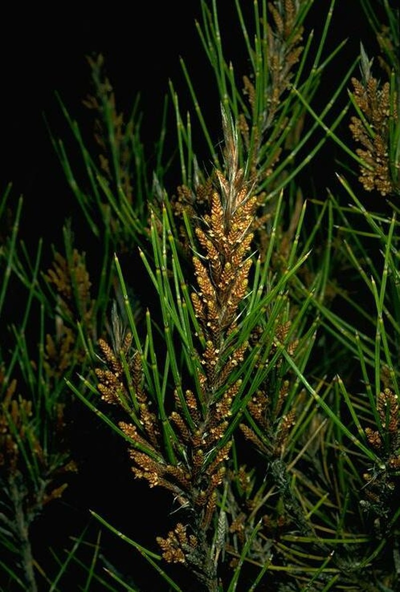 Allocasuarina fibrosa