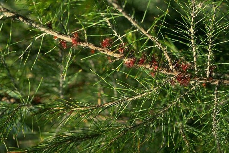 Allocasuarina fibrosa photo 2