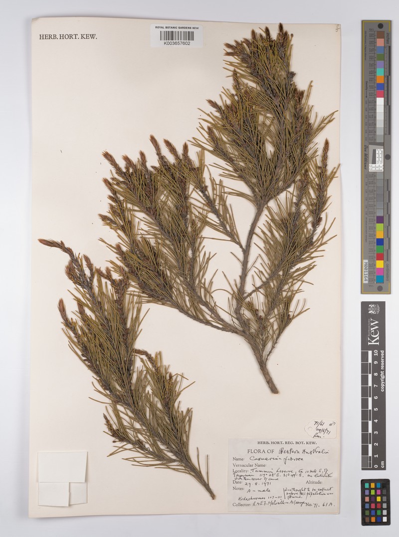 Allocasuarina fibrosa photo 3