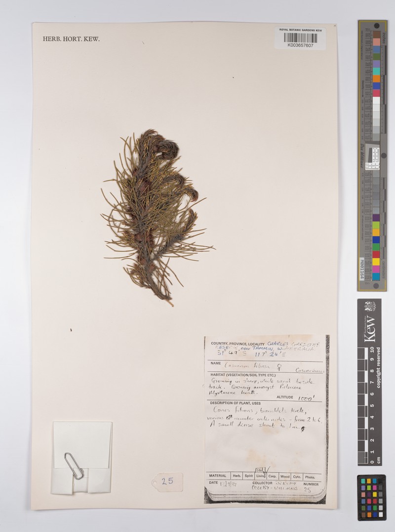 Allocasuarina fibrosa photo 4