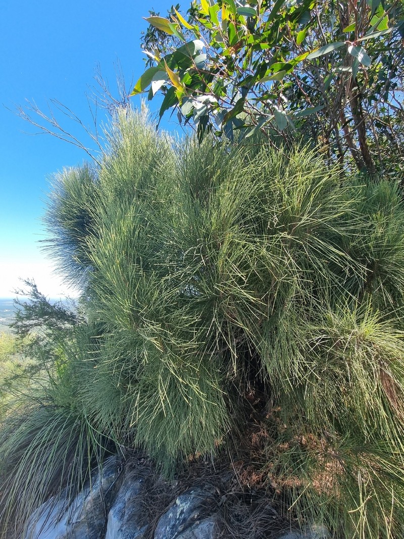 Allocasuarina filidens photo 2