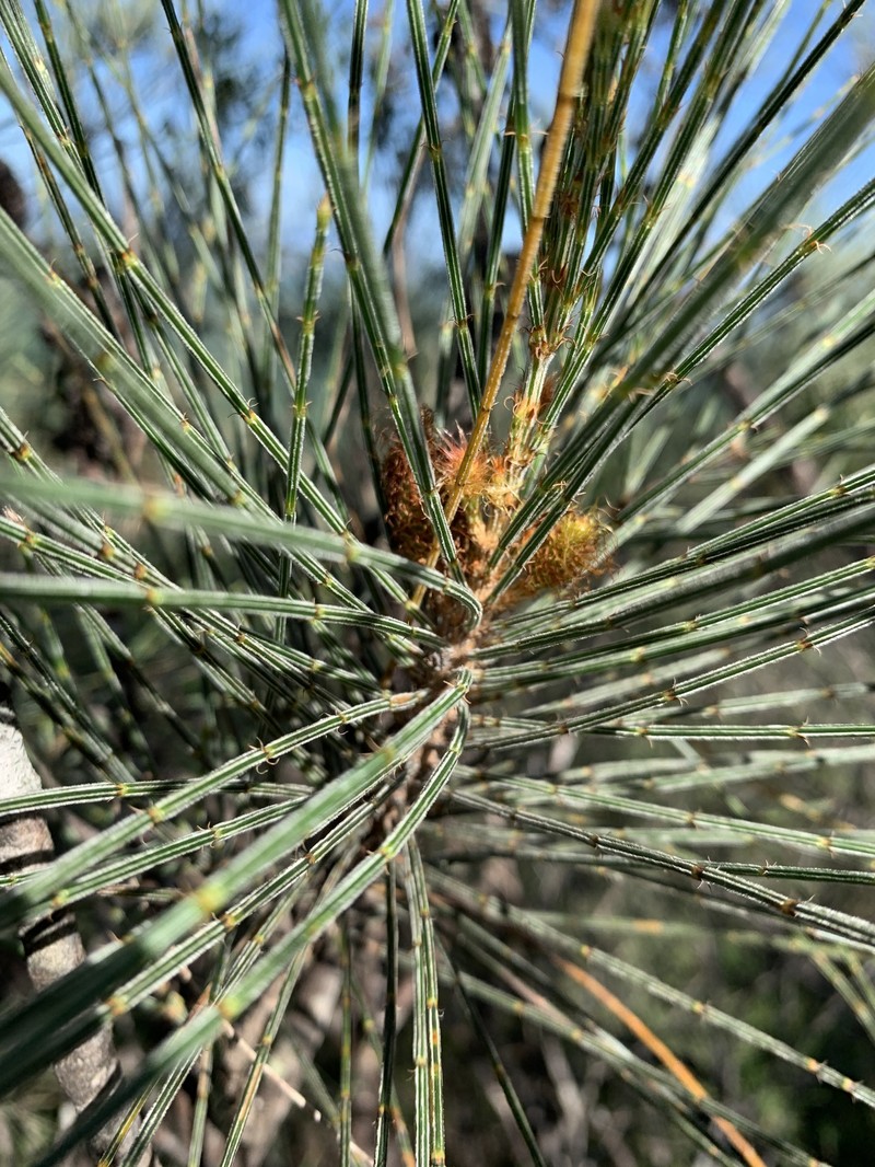 Allocasuarina filidens photo 4