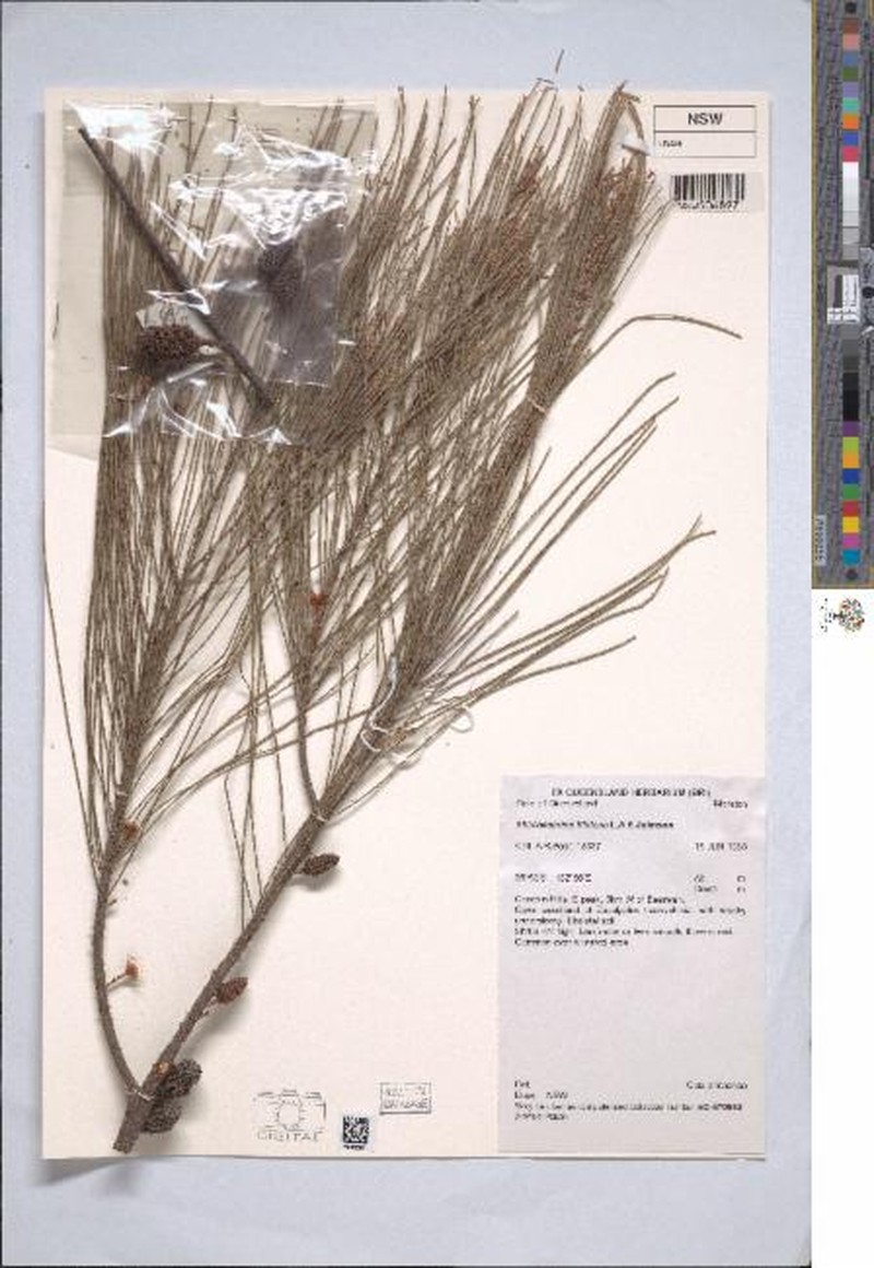 Allocasuarina filidens photo 6