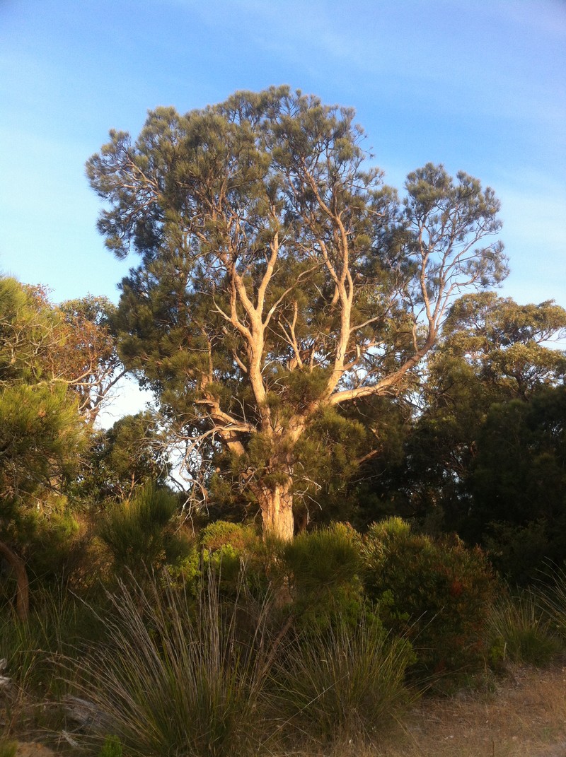 Allocasuarina fraseriana