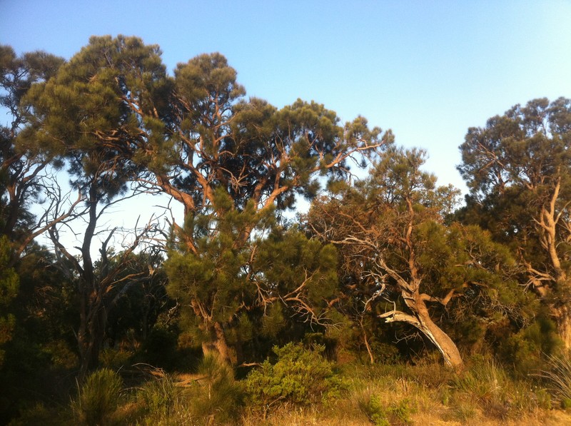 Allocasuarina fraseriana photo 2