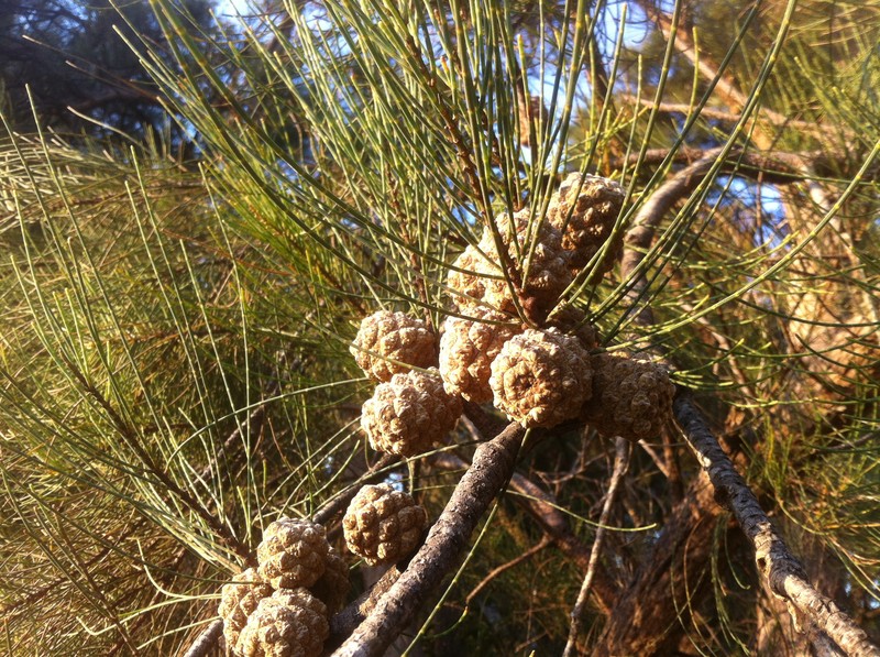 Allocasuarina fraseriana photo 3