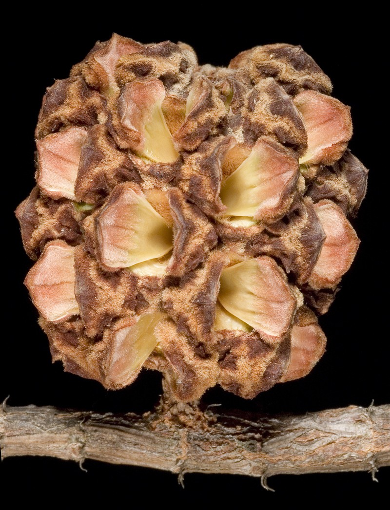 Allocasuarina fraseriana photo 4