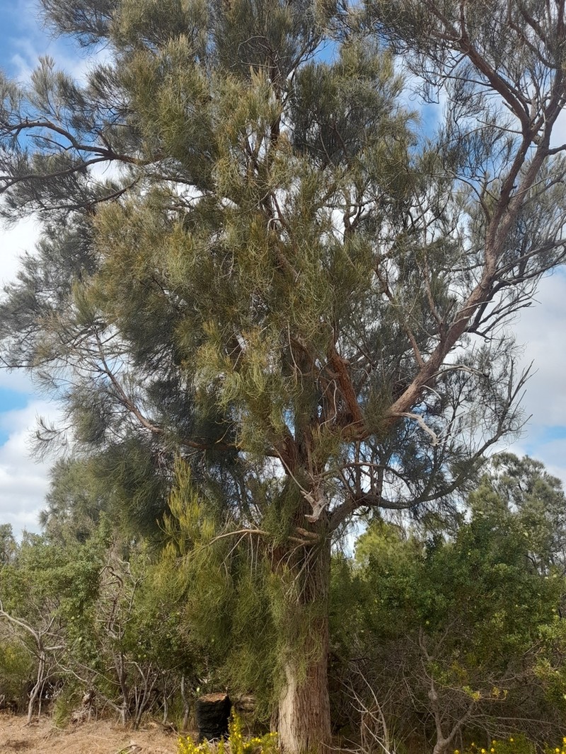 Allocasuarina fraseriana photo 5