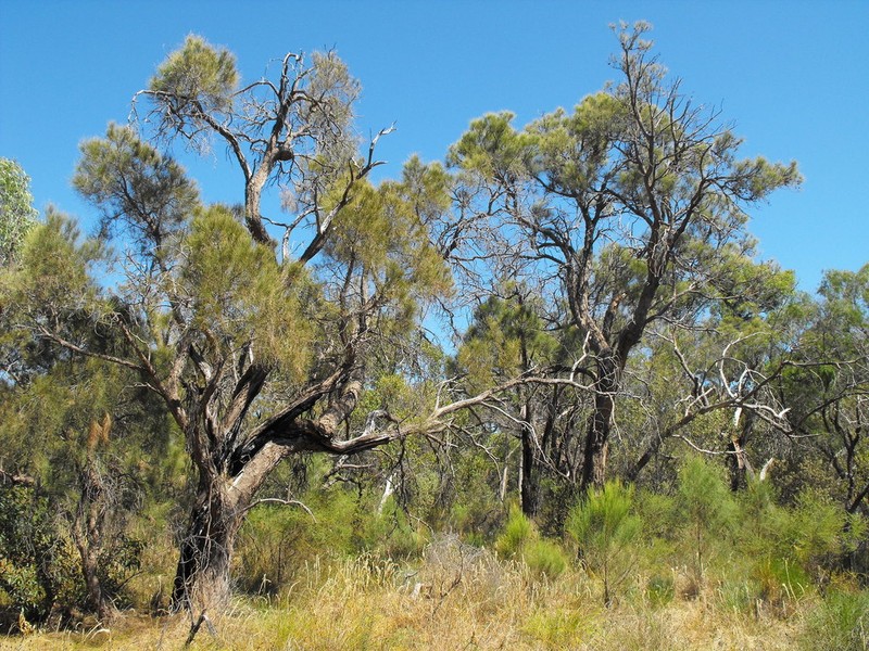 Allocasuarina fraseriana photo 6