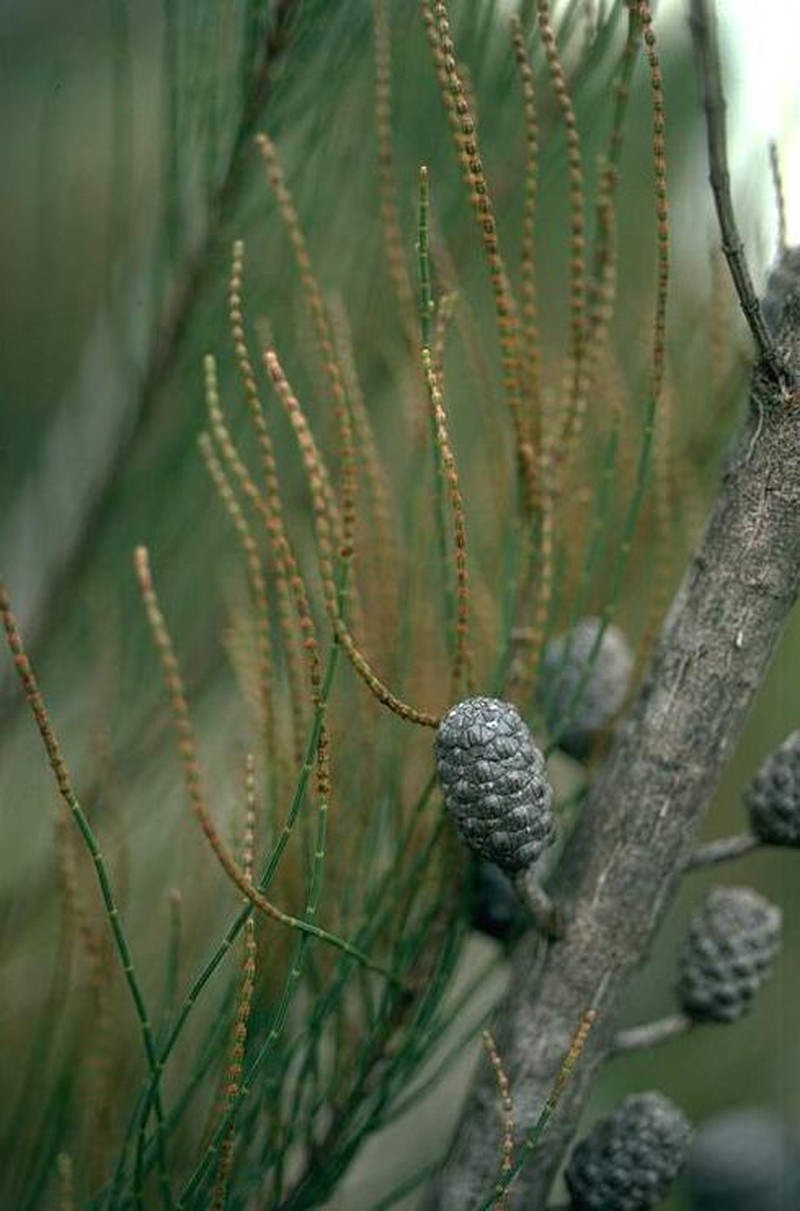 Allocasuarina glareicola