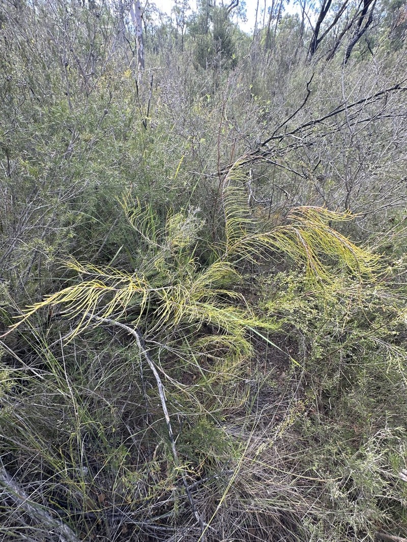 Allocasuarina glareicola photo 2