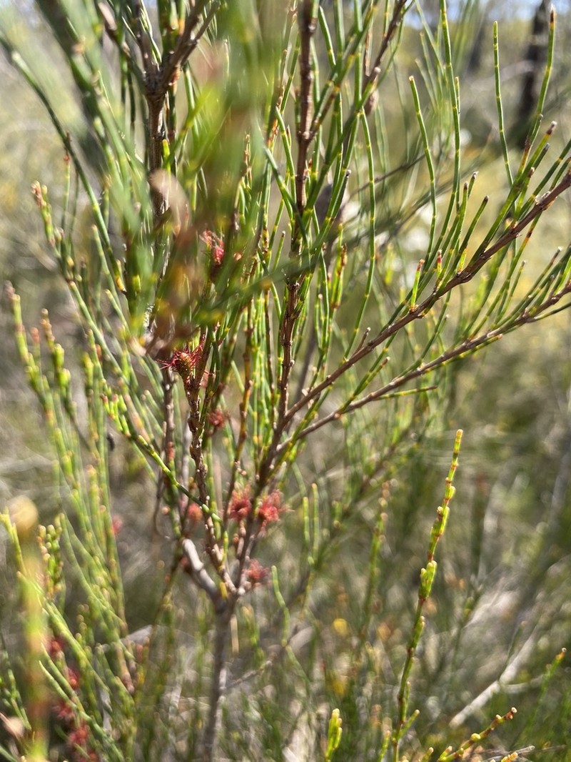 Allocasuarina glareicola photo 3