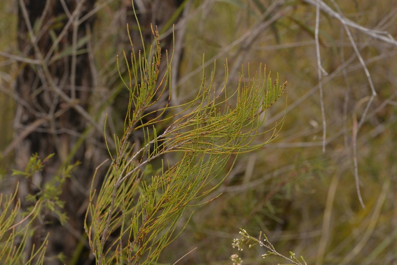 Allocasuarina glareicola photo 4