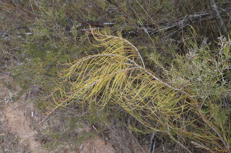 Allocasuarina glareicola photo 6