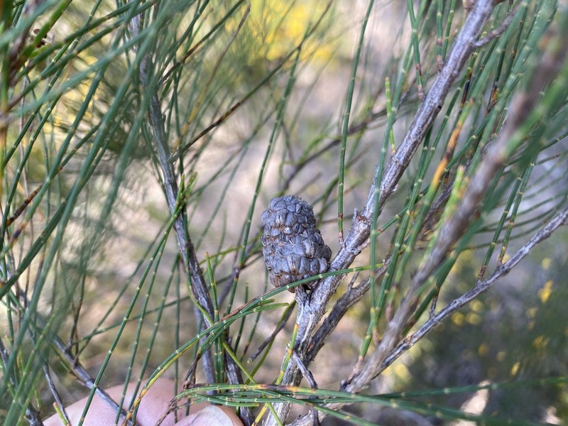 Allocasuarina glareicola photo 8