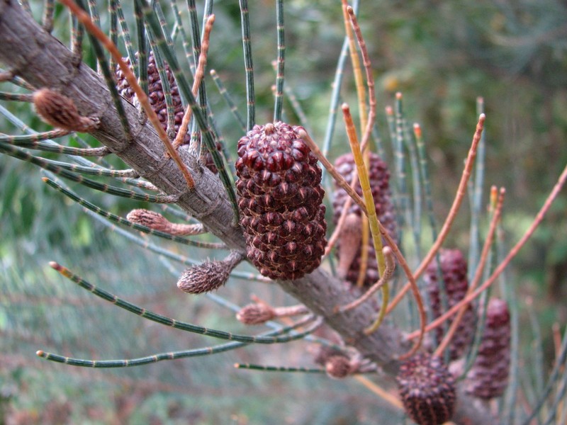 Allocasuarina grampiana
