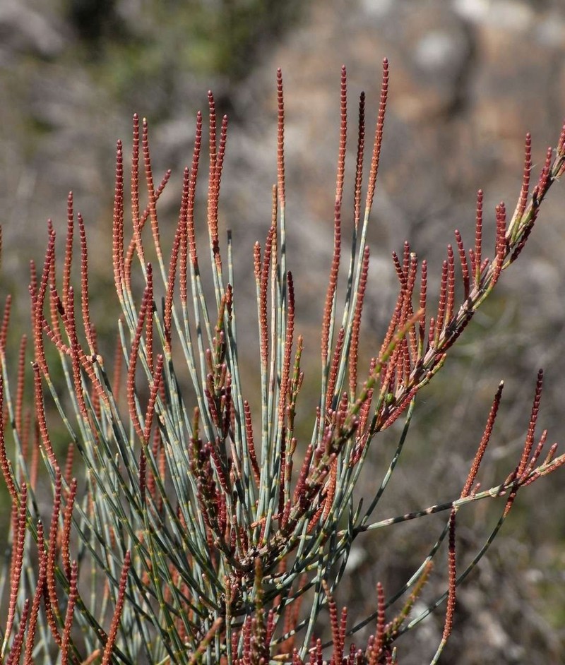 Allocasuarina grampiana photo 2