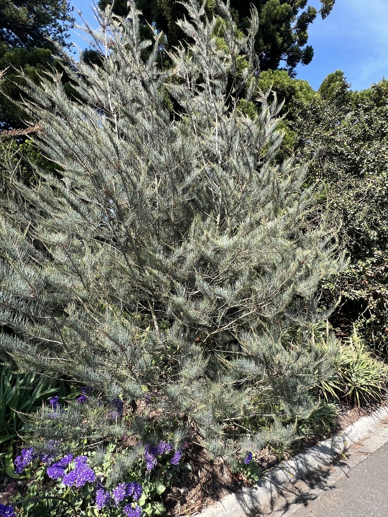 Allocasuarina grampiana photo 3