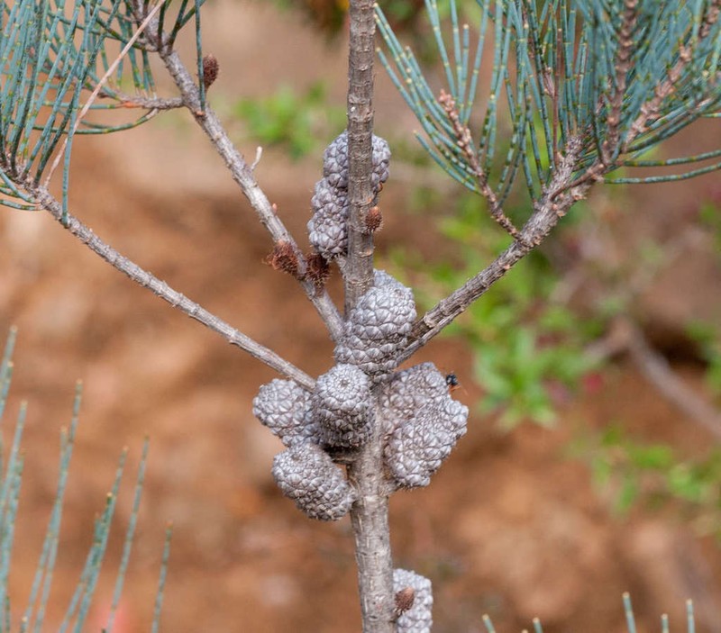 Allocasuarina grampiana photo 4